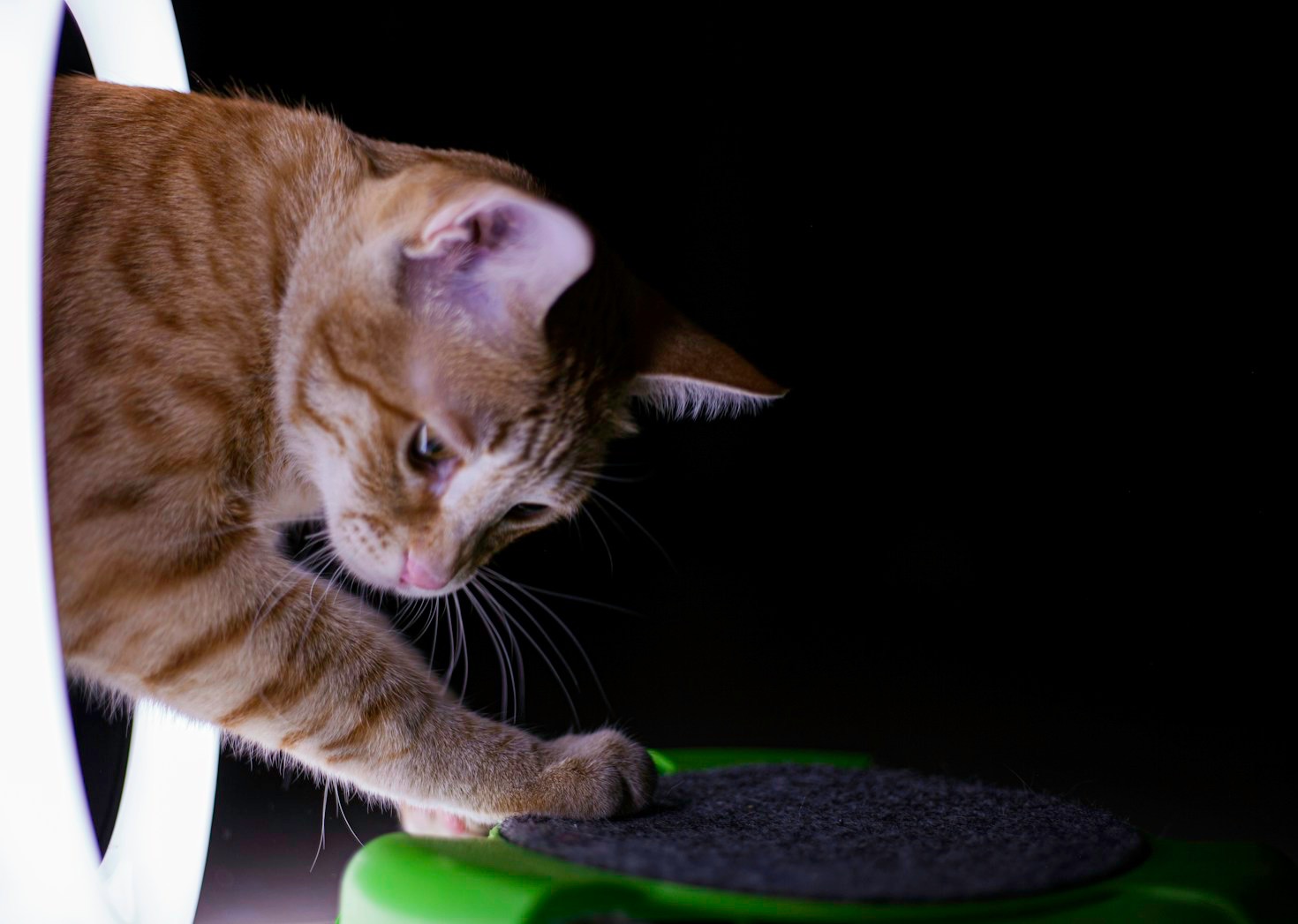 Como escolher o gadget automático ideal para seu pet