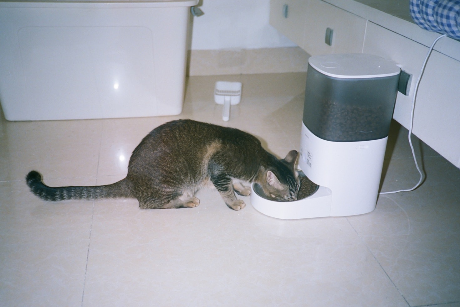 Os melhores acessórios para pets em apartamentos
