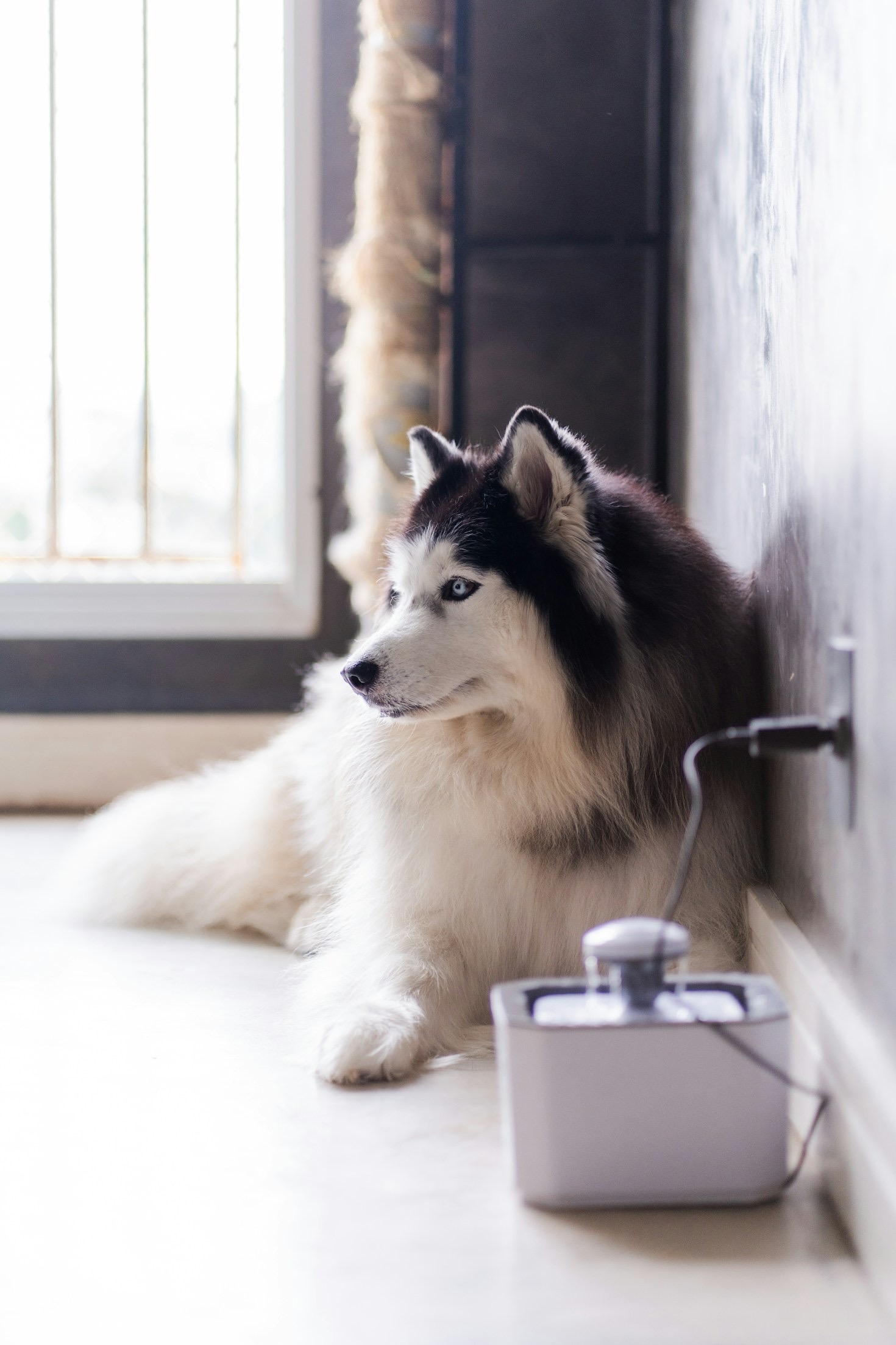 Gadgets pet modernos: o futuro do cuidado animal