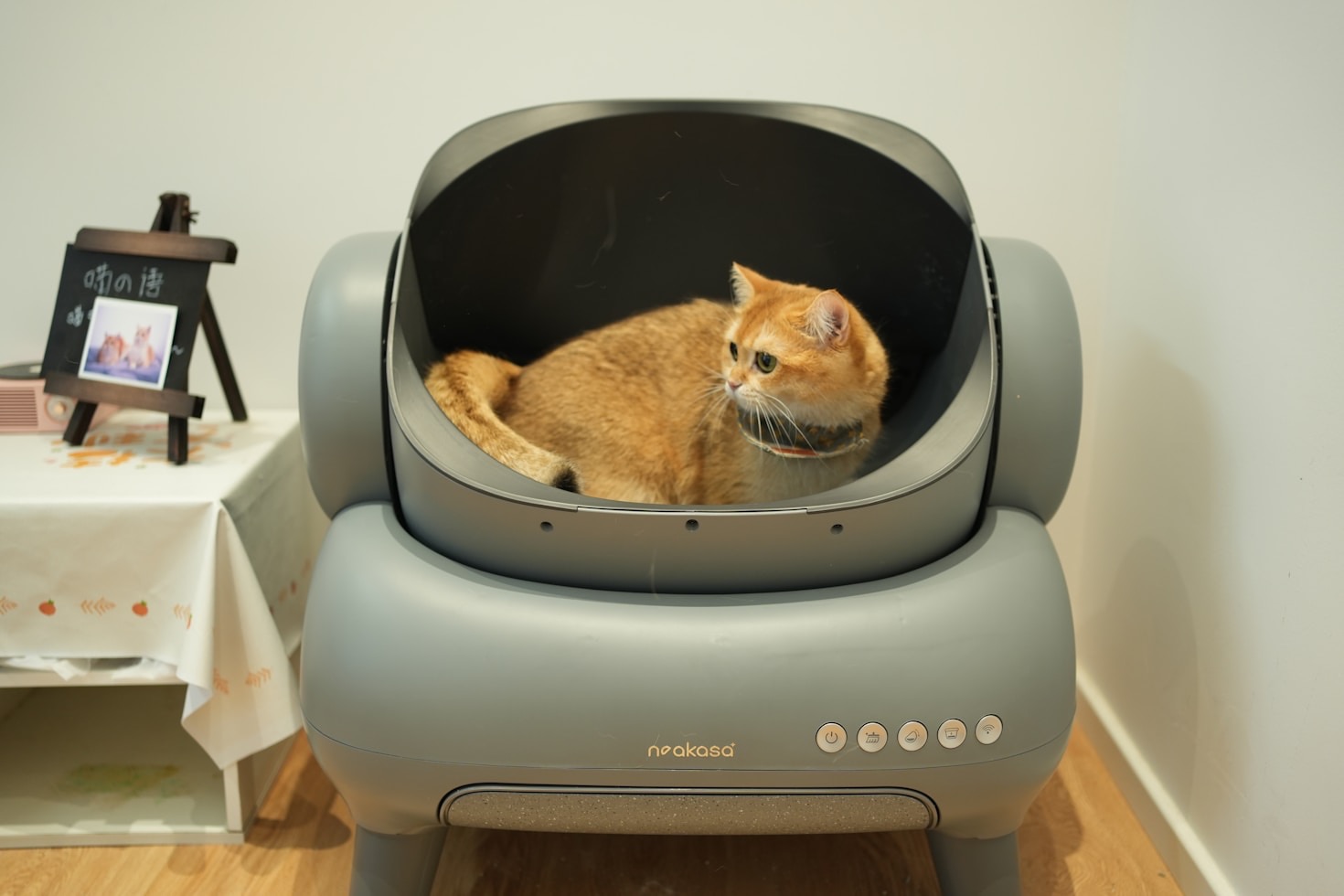 Estilo minimalista para produtos pet sofisticados