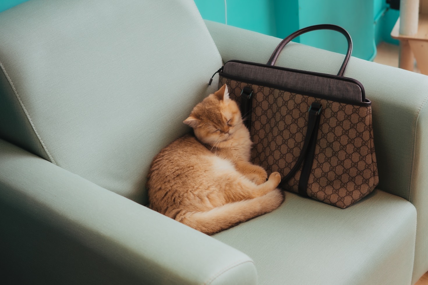 Transforme a casa com gadgets automáticos para pets
